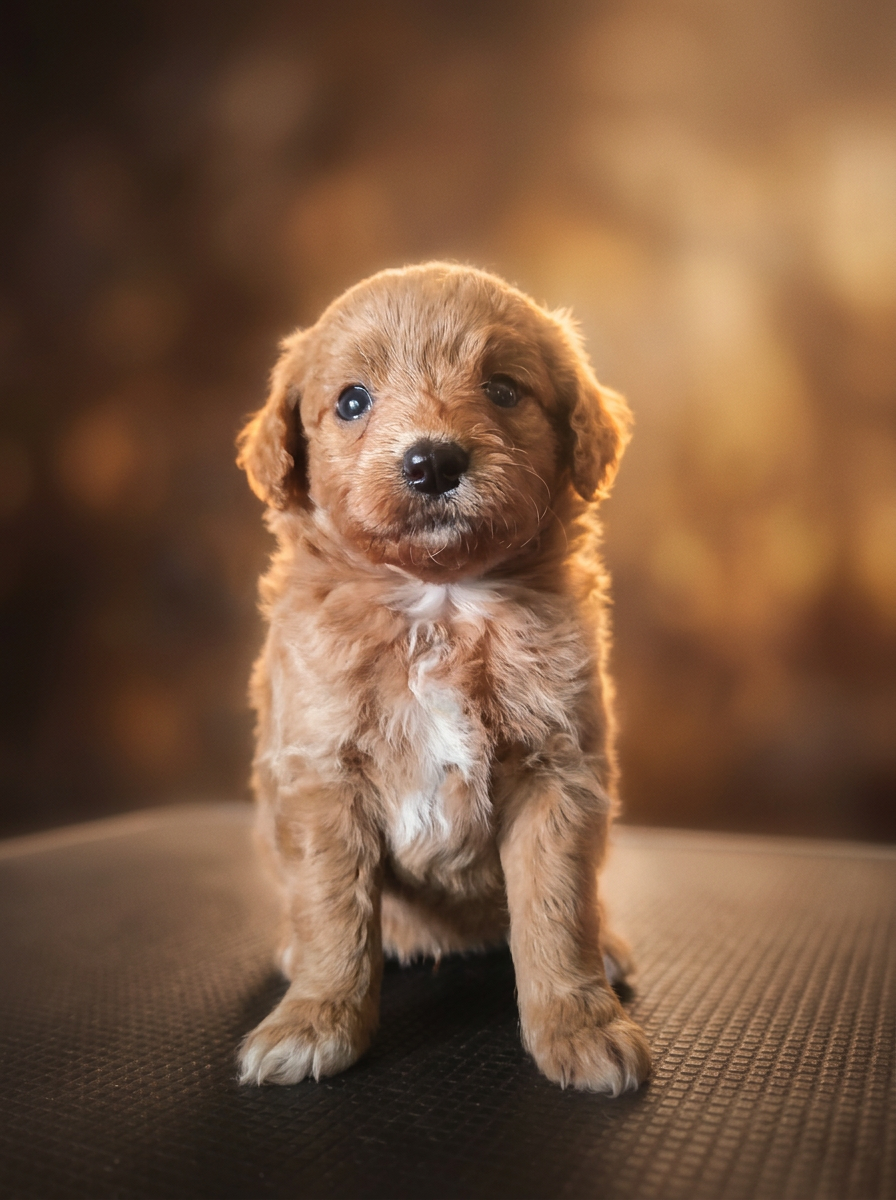 Cocoa the doodle puppy
