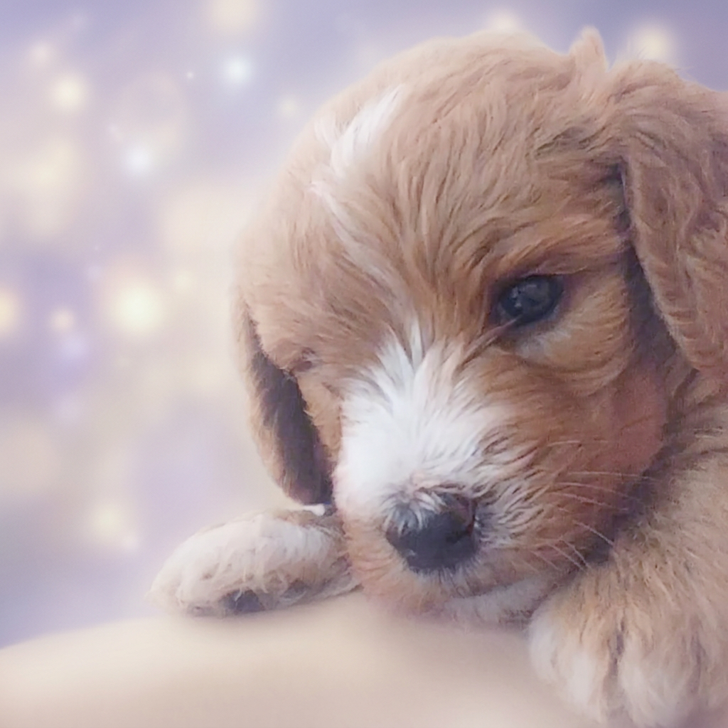 Dream the doodle puppy
