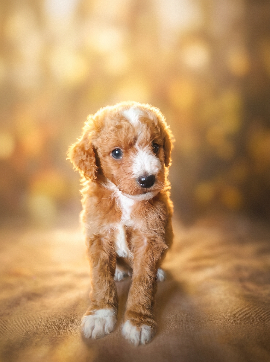 Muffin the doodle puppy